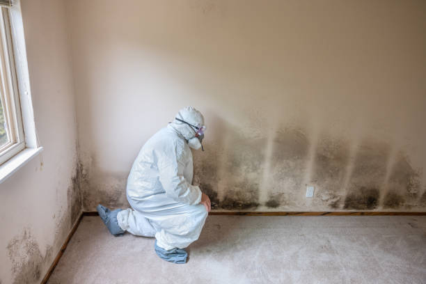 Best Attic Mold Remediation in New Carrollton, MD