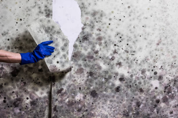 Best Post-Flood Mold Remediation in New Carrollton, MD